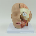 Neues Produkt Schädelmodell mit 8 Teilen Anatomisches Modell des Gehirns